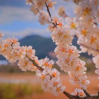 albero di albicocco - fiori