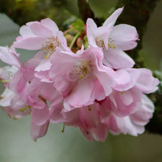 albero di ciliegio - fiori 