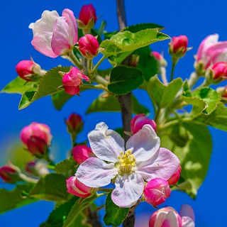 albero di melo  - fiori 