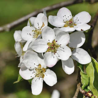 albero di pero - fiori