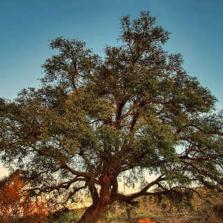 albero di quercia 