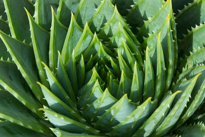 Aloe Vera Benefici 