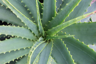 aloe vera