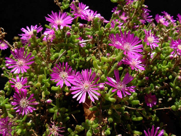 Come Coltivare la Barba di Giove nel Tuo Giardino