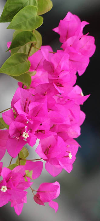 come coltivare la Bougainvillea 