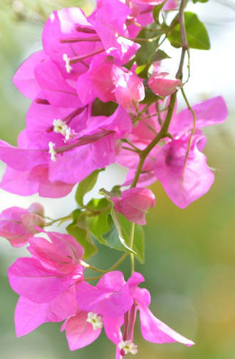 Bougainvillea guida alla coltivazione