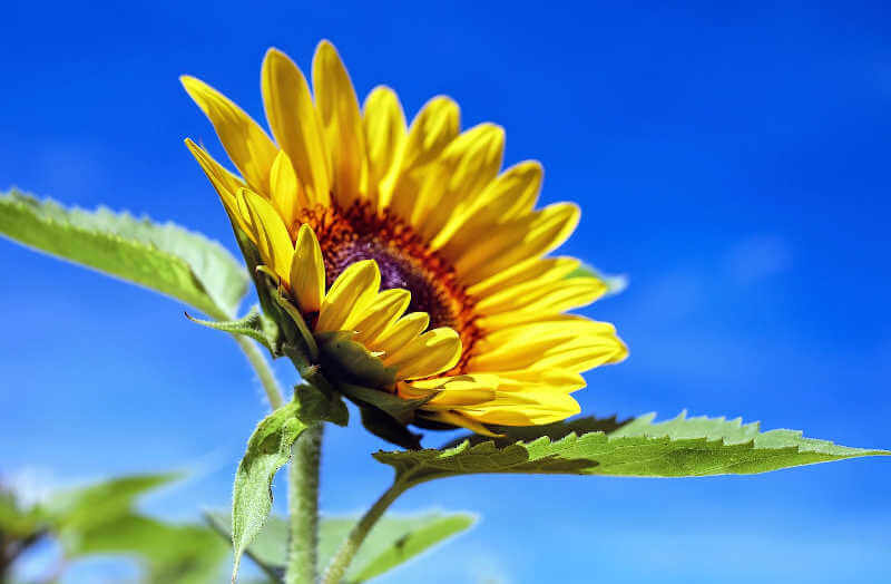 Coltivare girasoli sul balcone: trucchi e tecniche