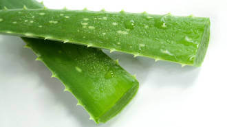 Coltivazione dell'Aloe Vera