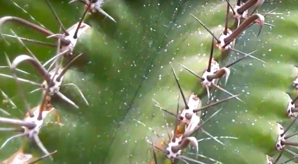 Come eliminare le cocciniglie dai cactus