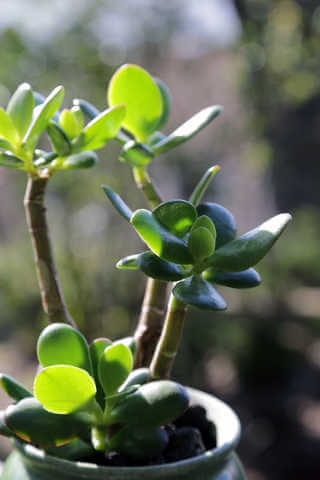 Come Coltivare l'Albero di Giada in Casa