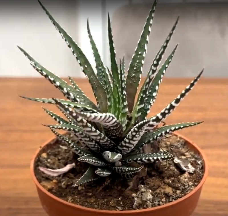 come coltivare l'Haworthia: consigli e cure