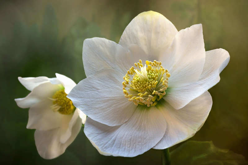 come coltivare l'elleboro, rosa di Natale 