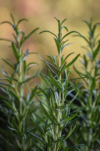 come coltivare il rosmarino in casa