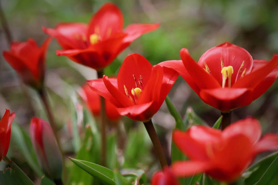 Come coltivare tulipani nel tuo giardino