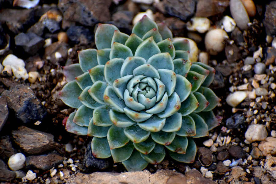 Come Coltivare e Curare l'Echeveria in Casa