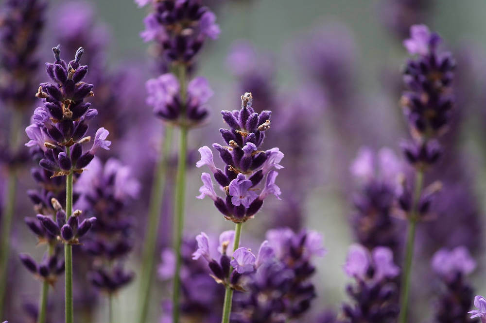 Come Coltivare la Lavanda in Giardino e in Vaso