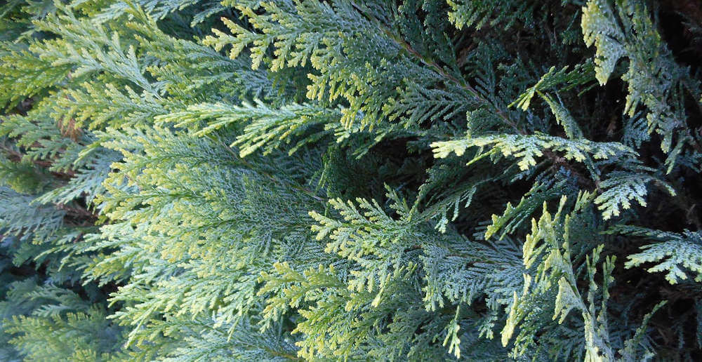 come coltivare la  Thuja Occidentalis 