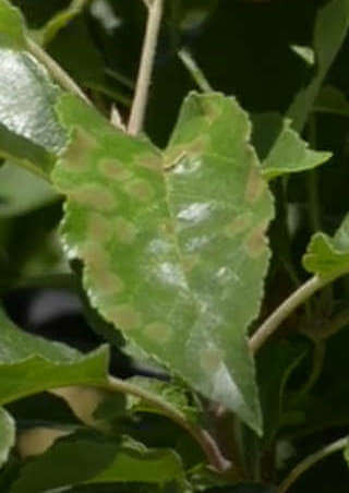 come curare la ticchiolatura del melo 