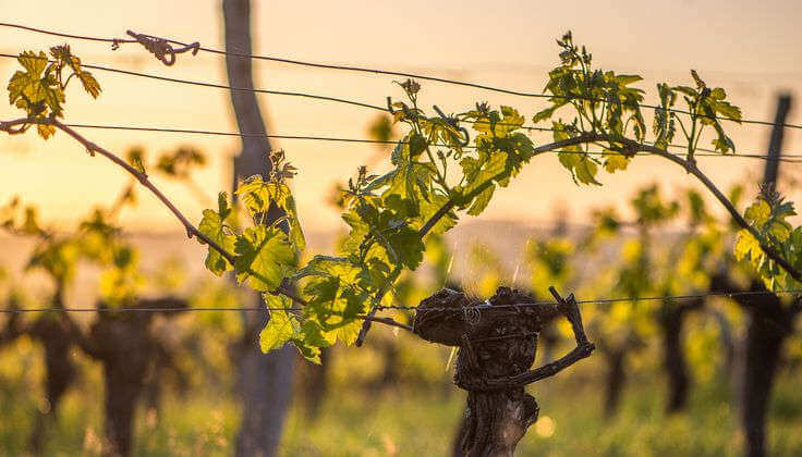 Nutrizione primaverile del vigneto