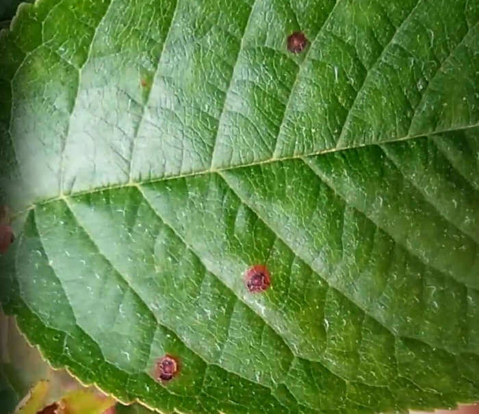 Corineo  - Wilsonomyces carpophilus, Stigmina carpophila, Coryneum beijerinckii