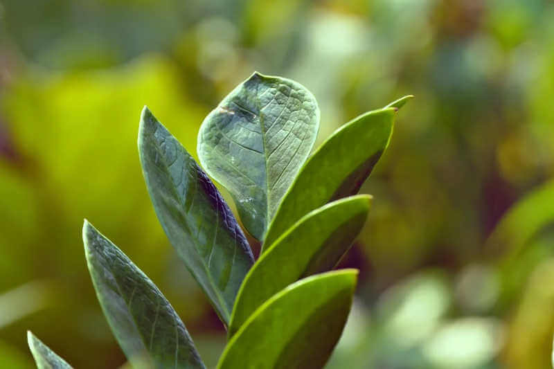 Caratteristiche e consigli sulla Zamioculcas Zamiifolia