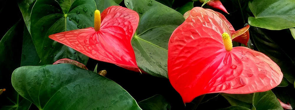 Guida completa alla coltivazione dell'Anthurium in casa