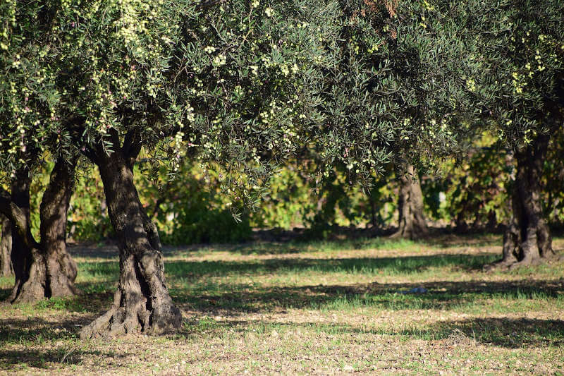 Come Fare la Raccolta delle Olive: Tecniche e Consigli