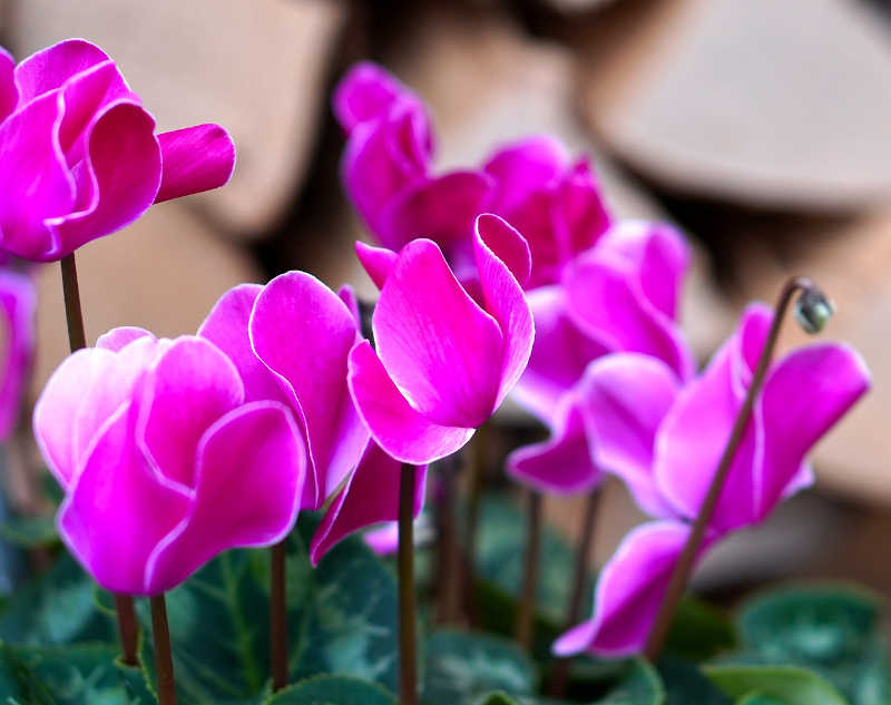 Cosa fiorisce a Novembre - le fioriture autunnali