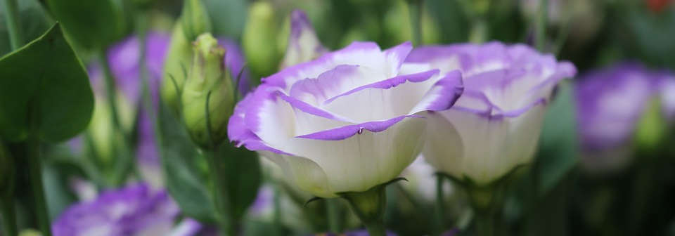 Lisianthus: la guida completa per coltivarlo con successo