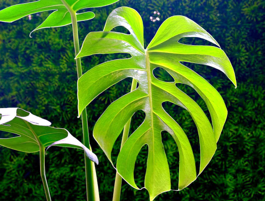 Monstera Deliciosa: guida pratica per averla in casa