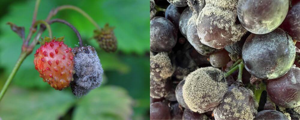 parassitosi delle piante Botrite (Botrytis cinerea)