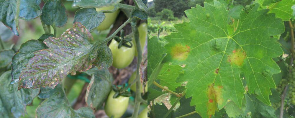 parassitosi delle piante Peronospora (Phytophthora infestans)