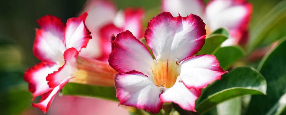 Rosa del Deserto: Caratteristiche, Cura e Coltivazione Perfetta