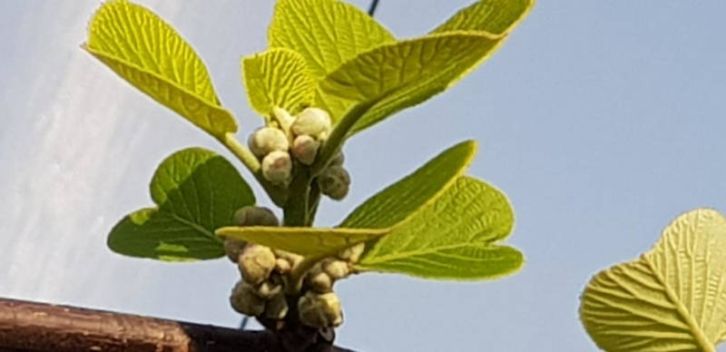 trattamenti actinidia germogliamento