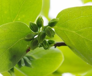 trattamento cachi epoca formazione fiori