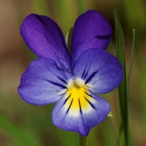 Viola Tricolor piante fiorite resistenti al freddo