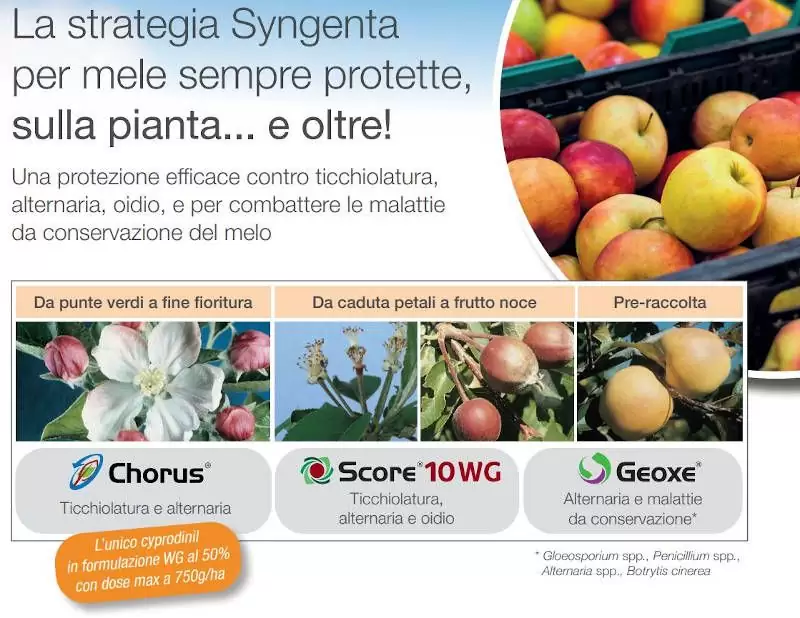 geoxe syngenta fungicida mele