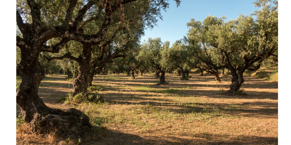 La creazione e cura dell'Oliveto