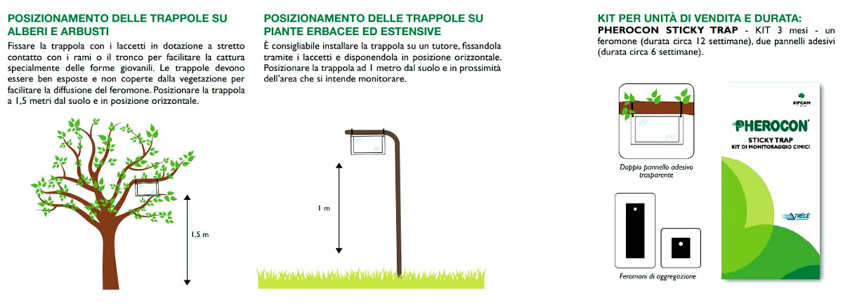 pherocon sticky trap Trappola cattura cimice asiatica