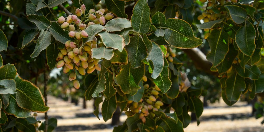 pistacchio frutto