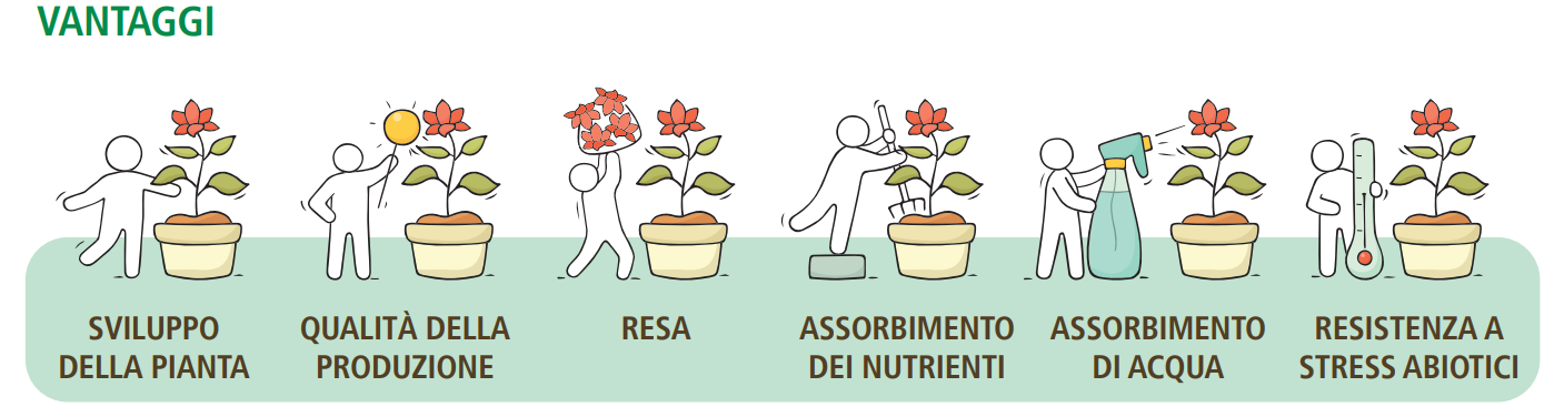 Rizoplant Inoculo di funghi micorrizici benefici chiave