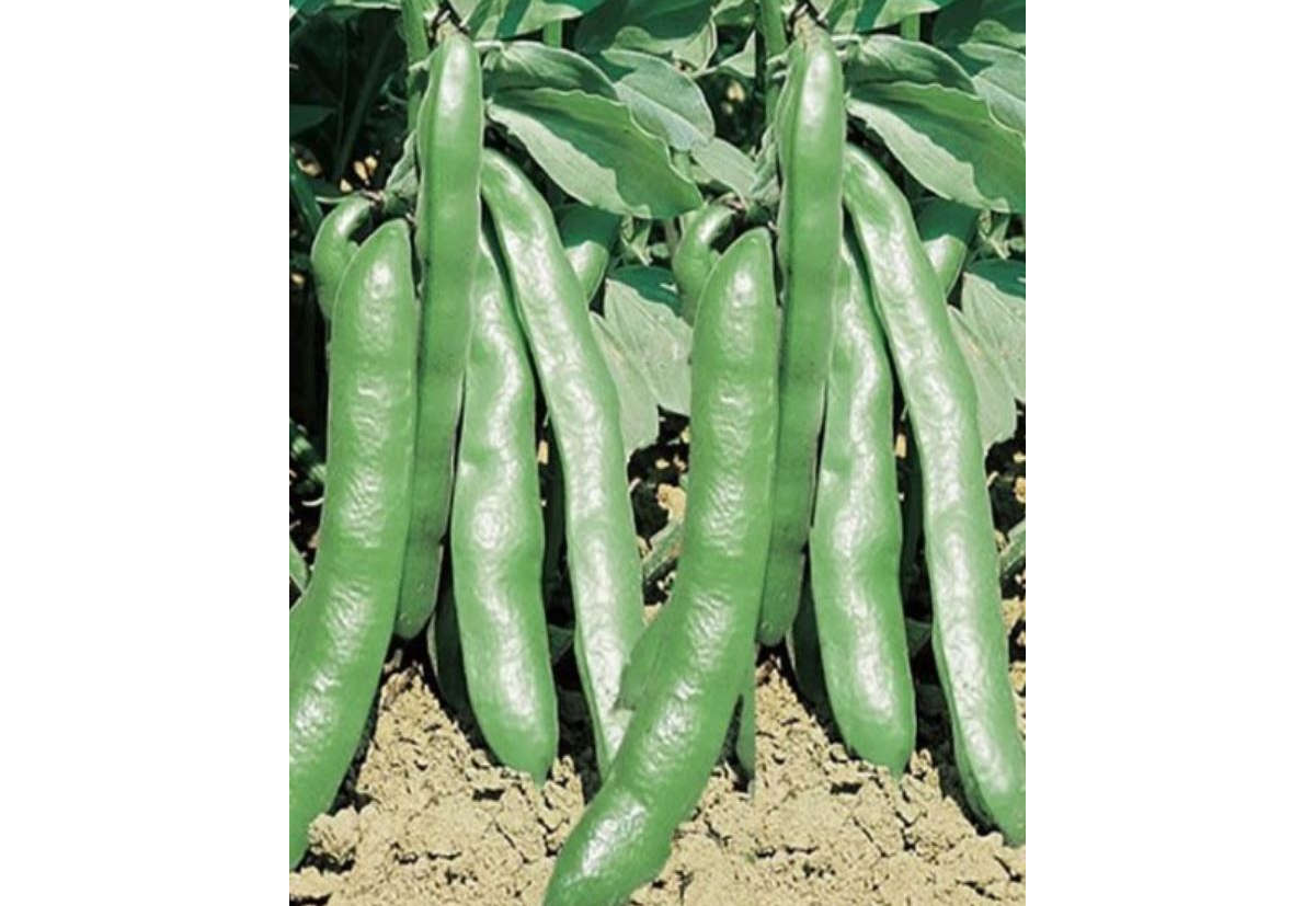 fava extra precoce a grano bianco