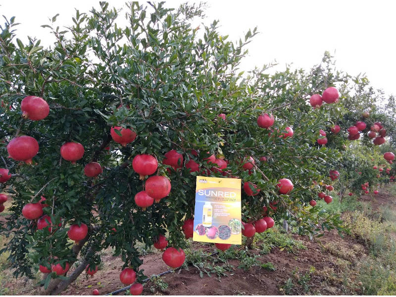 sunred biopromotore maturazione colorazione frutti