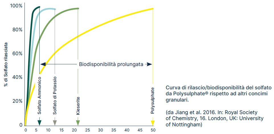 Grafico della Curva di Rilascio di Polysulphate®