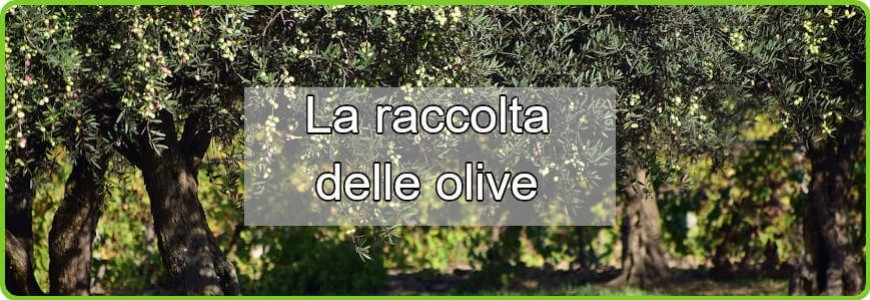 Come Fare la Raccolta delle Olive: Guida Completa