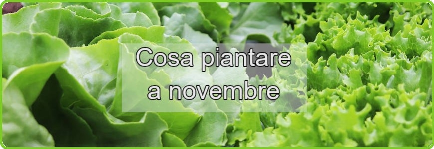 Cosa si può coltivare nel mese di novembre?