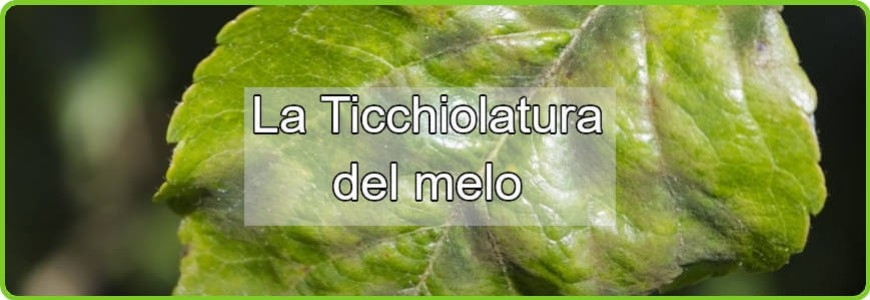 Ticchiolatura del melo Venturia Inaequalis: Strategie di Difesa