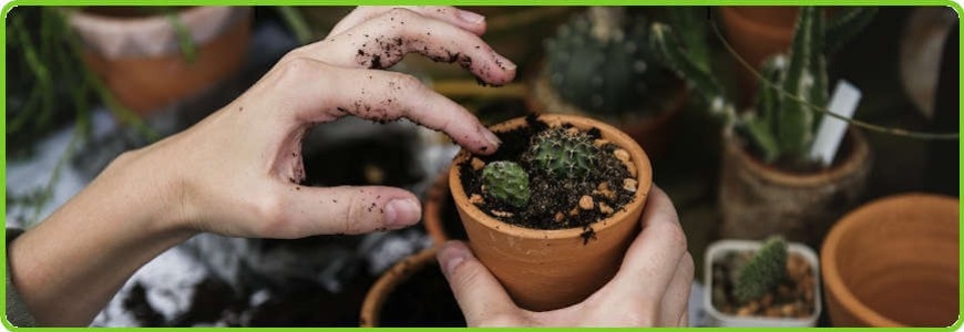 Quali piante coltivare in un giardino domestico