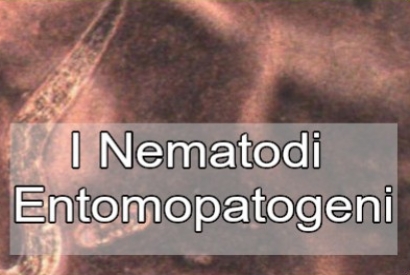 Difendere le colture con i Nematodi Entomopatogeni
