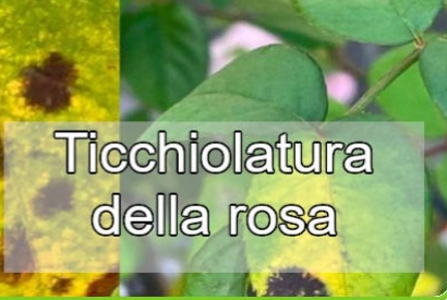 Malattie delle rose: Ticchiolatura o Macchia nera delle rose
